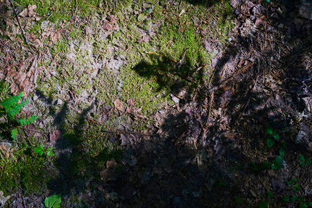 Forest background with dry leaves and shadows from plants. The view from the top.の写真素材