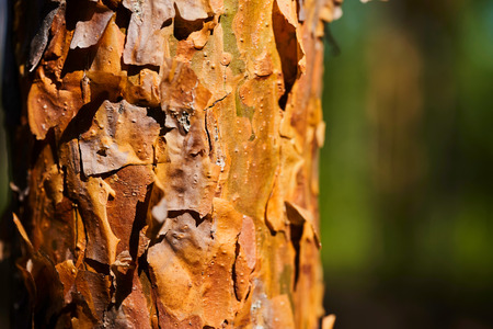 Pine trunk with bark close-up. Background with tree.の写真素材