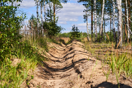 Sandy trail through the grass in a swampy area.の写真素材
