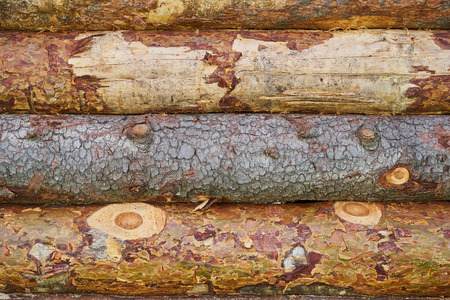 Old wooden fence made of untreated pine.