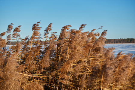 Reed on the lake in winter. Phragmites australis.の写真素材