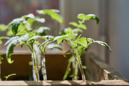 Seedlings of young tomatoes in a box.の写真素材