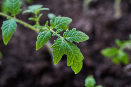 Seedlings of young tomatoes in a box.の写真素材