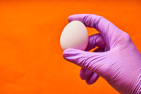 A man's hand in a blue glove holding a chicken egg.