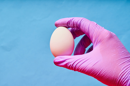 A man's hand in a blue glove holding a chicken egg.の写真素材