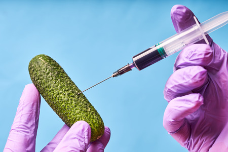 Hands in blue gloves inject liquid from syringe into cucumber, genetically modified engineering.の写真素材