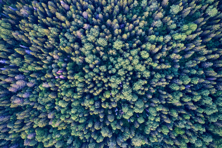 Aerial photography from the drone. Landscape with green forest.