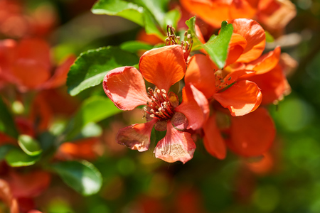 Bright orange quince flowers and green leaves. Summer backgroundの写真素材