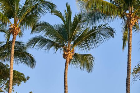 Tropical palm trees against the blue sky