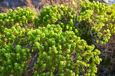 Grass and low bushes on the coast against the ocean. Pacific landscape at sunrise.の写真素材