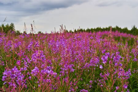 A scattering of wild flowers on blue sky background.の写真素材