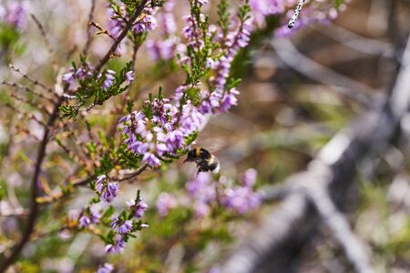 Purple flowering Heather Calluna vulgaris with bumblebee.の写真素材