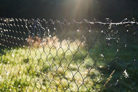 Metal mesh fence with dew drops in the early morning sun.