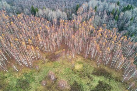 Aerial view with a drone. Landscape with autumn forest.の写真素材