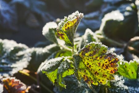 Strawberry leaves covered with ice crystals in the morning sun.の写真素材