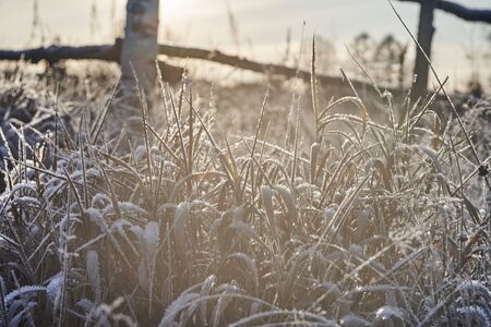 The grass is covered with ice crystals in the morning sun with a fence in the background.の写真素材