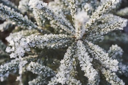Fir branches covered with beautiful ice crystals in sunlight.の写真素材