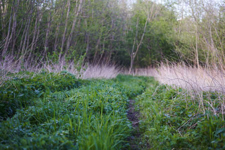 An old dirt road in the middle of the forest. Fresh grass around the edges.