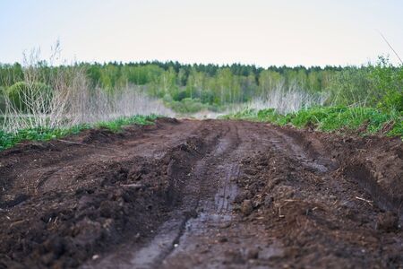 An old dirt road in the middle of a swamp. Spring forest on the horizon.の写真素材