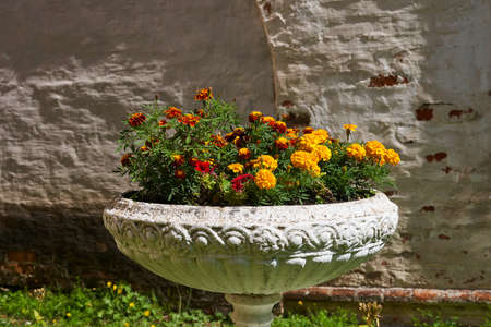 Orange flowers in a stone vase. Beautiful flowers in the Park.の写真素材