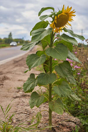A lone sunflower on the side of the road.の写真素材