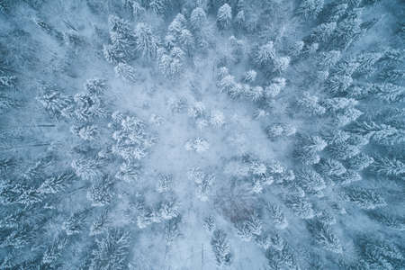 Aerial view from the drone. Winter landscape with a beautiful spruce forest from a height.の写真素材