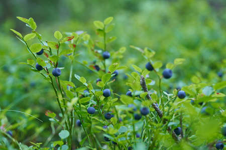 Blueberry berries on a green branch. Natural food.の写真素材