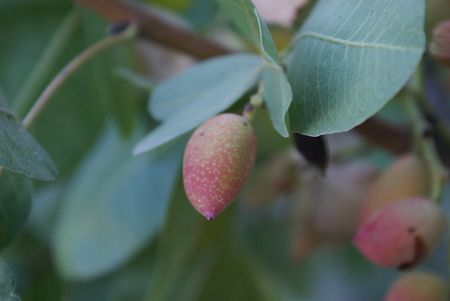 Pistachio nuts on tree before harvesting