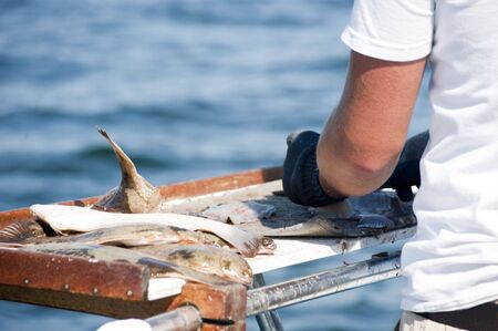 Filleting fish on the boat after a fishing tripの写真素材