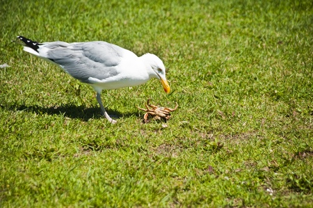 Seagull eating a crabの写真素材