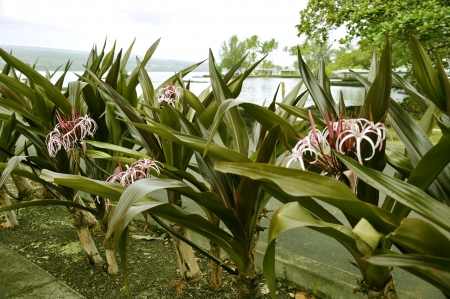 Tropical plants and flowers in Hilo Japanese Garden, Big Island, Hawaiiの写真素材