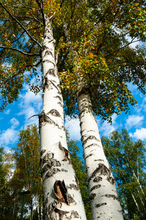 Two White birches  on blue sky backgroundの写真素材