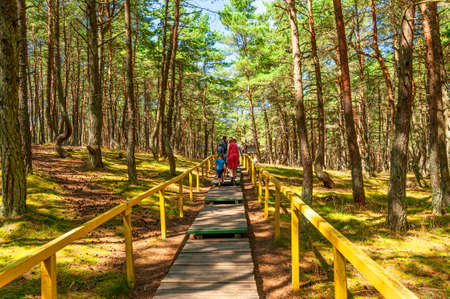 Pine forest in the Curonian Spit,a narrow peninsula separating the Baltic Sea from the Curonian Lagoon. The northern part of the peninsula belongs to Lithuania, while the southern part is in Kaliningrの写真素材