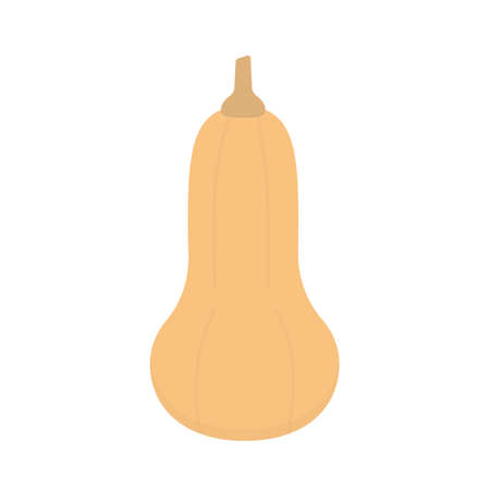 Butternut Squash, or winter squash isolated with lines on white background.のイラスト素材