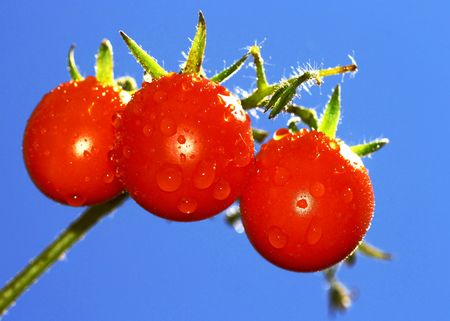 Mini red tomatoes with the blue sky backgroundの写真素材