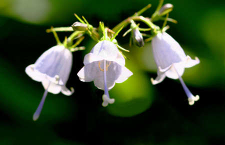 White Flower Bellsの写真素材
