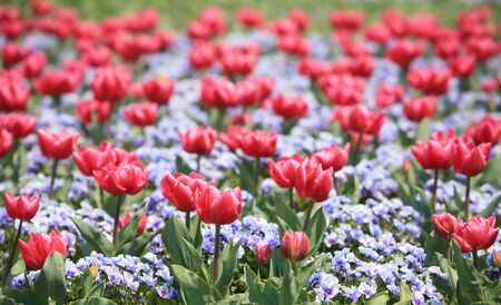 Tulips Gardenの写真素材