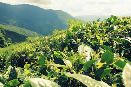 Tea plantation landscape Darjeeling