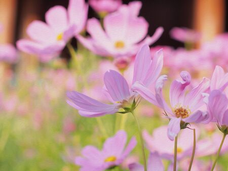 Flowers in the garden oil paintingの写真素材