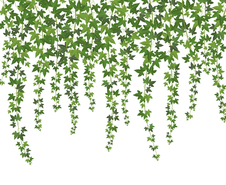 Green ivy. Creeper wall climbing plant hanging from above. Garden decoration ivy vines vector backgroundのイラスト素材