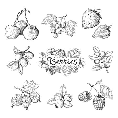 Hand drawn berries. Cherry blueberry strawberry blackberry vintage drawing, berry sketch drawing. Vector graphic templates illustration sweet wild nature organic food setのイラスト素材
