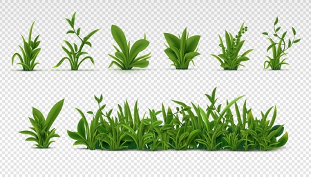 Realistic green grass. 3D fresh spring plants, different herbs and bushes for posters and advertisement. Vector set isolated objects on whiteのイラスト素材