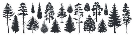 Pine tree silhouettes. Evergreen forest firs and spruces black shapes, wild nature trees templates. Vector illustration woodland trees set on white backgroundのイラスト素材