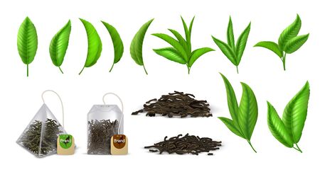 Tea leaves. Realistic green and dried tea leaves, design elements for advertising, branches leaf and bags. Vector set illustration curved aromatic greens leaf isolated on whiteのイラスト素材