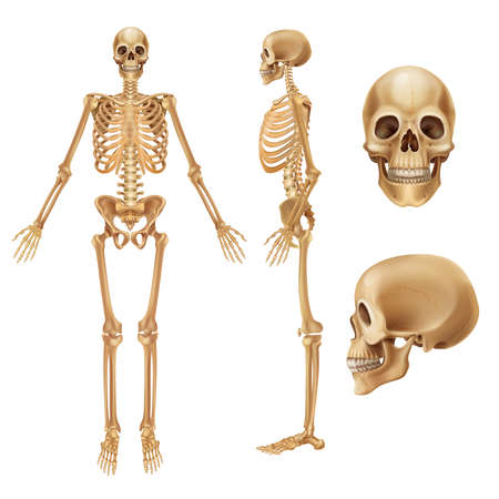 Human skeleton. Realistic front view of bones and joints, medical 3D illustration of skeleton elements. Vector anatomy illustration people skeletons on white backgroundのイラスト素材
