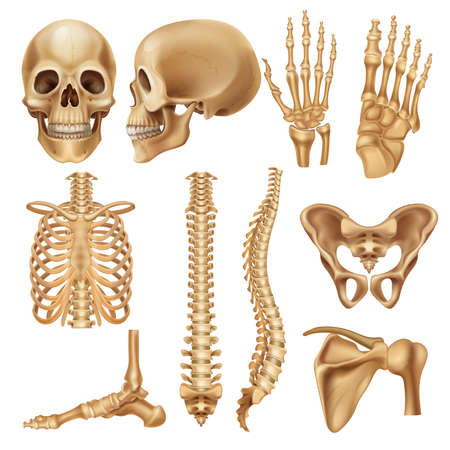 Human bones. Realistic skeleton elements for anatomy illustration and medical infographic, human skull spine ribs pelvis and joints. Vector set illustration 3d model skeletal partsのイラスト素材