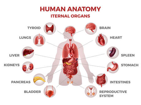 Human internal organs. Demonstrative educational material. Man body anatomy medical illustration for biology infographics stomach and kidneys, heart and liver, lungs. Teaching aids vector setのイラスト素材
