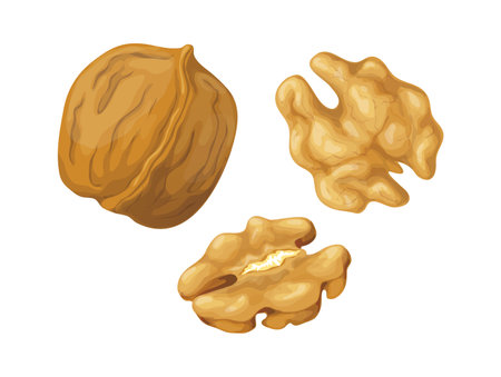 Cartoon walnut. Nuts in shell and peeled pieces. Isolated natural plant ingredient. Organic vegetarian food. Healthy diet snack. Detailed edible product on white background.のイラスト素材