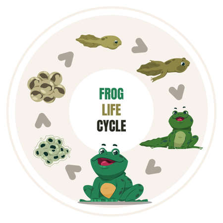 Frog life cycle. Cartoon amphibian growth steps. Circular diagram of toad development, from frogspawn and tadpole to adult. Vector colorful educational poster about froglet transformation or reproduceのイラスト素材