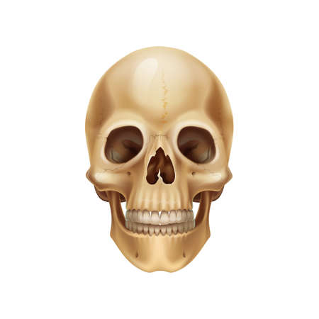 Human skull. Realistic anatomical model, dead mans head bones. Medical 3D illustration. Isolated part of skeleton with tooth. Scary Halloween or pirate symbol. Vector front view of detailed craniumのイラスト素材